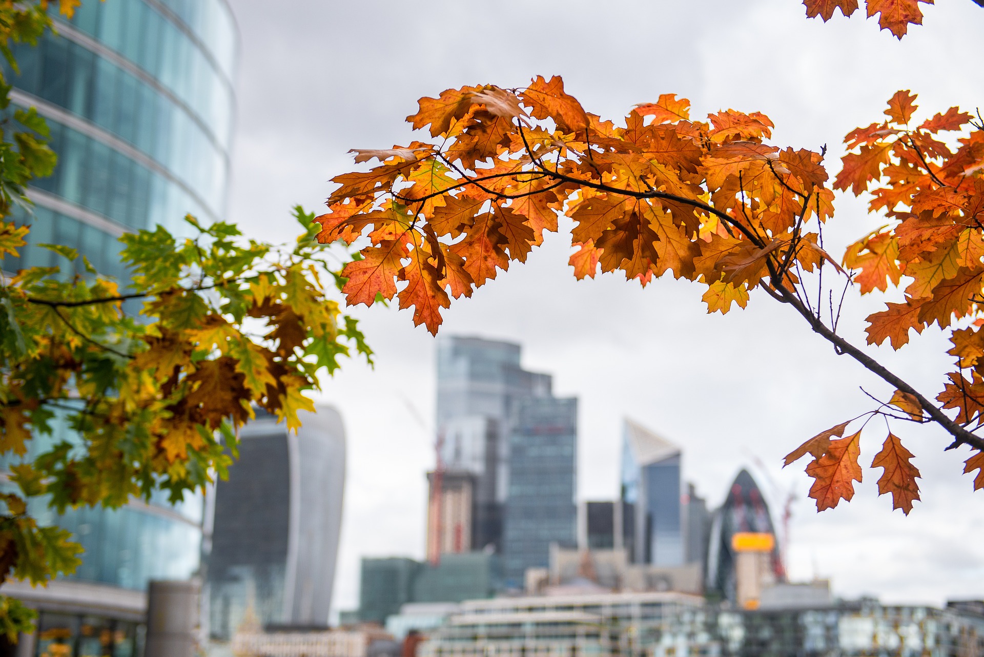 autumn cityscape